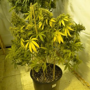 Various Strains in Flowering-Day 1 of Harvest-6/23/16