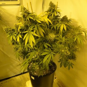 Various Strains in Flowering-Day 1 of Harvest-6/23/16