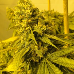 Various Strains in Flowering-Day 1 of Harvest-6/23/16