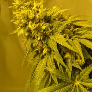 Various Strains in Flowering-Day 1 of Harvest-6/23/16