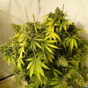 Various Strains in Flowering-Day 1 of Harvest-6/23/16