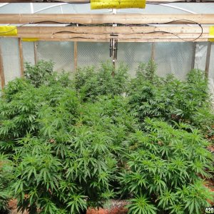 2016 Organic Greenhouse Grow-6/24/16