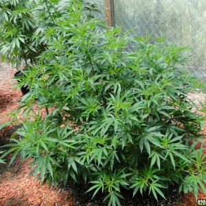 2016 Organic Greenhouse Grow-6/24/16