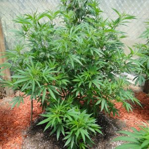 2016 Organic Greenhouse Grow-6/24/16