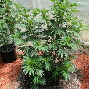 2016 Organic Greenhouse Grow-6/24/16