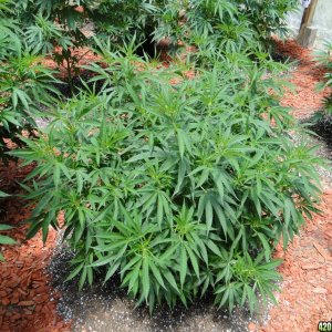 2016 Organic Greenhouse Grow-6/24/16