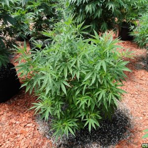 2016 Organic Greenhouse Grow-6/24/16