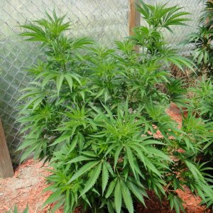 2016 Organic Greenhouse Grow-6/24/16