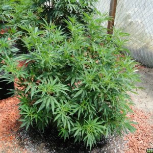 2016 Organic Greenhouse Grow-6/24/16