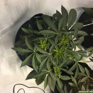 viper city 36 days from seed