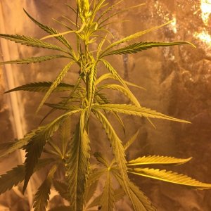 Healthy unknown strain (female)