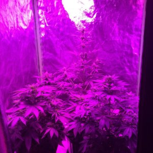 4x4 Fusion Hut w/900 Watt Mars II Hydro LED