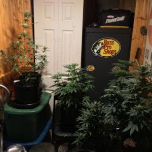 4x4 Fusion Hut w/900 Watt Mars II Hydro LED