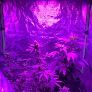 4x4 Fusion Hut w/900 Watt Mars II Hydro LED