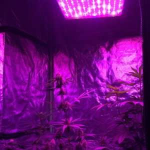 4x4 Fusion Hut w/900 Watt Mars II Hydro LED