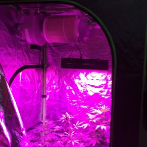 4x4 Fusion Hut w/900 Watt Mars II Hydro LED