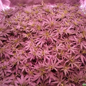 group shot 15 days in flower