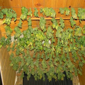 Organic Jade Dragon-Day 1 of Drying-6/27/16