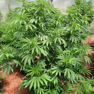 2016 Organic Greenhouse Grow-6/28/16