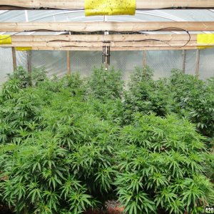 2016 Organic Greenhouse Grow-6/28/16