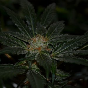 (S.A.D.) S1 sweet Afghan Delicious