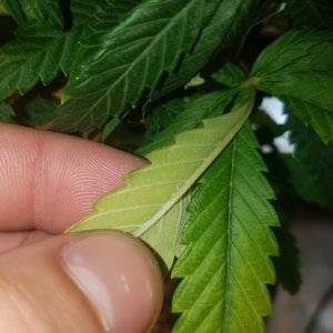 Bugs under leaves