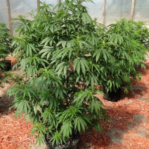 2016 Organic Multi-Strain Greenhouse Grow-6/30/16