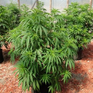 2016 Organic Multi-Strain Greenhouse Grow-6/30/16