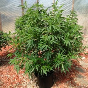 2016 Organic Multi-Strain Greenhouse Grow-6/30/16