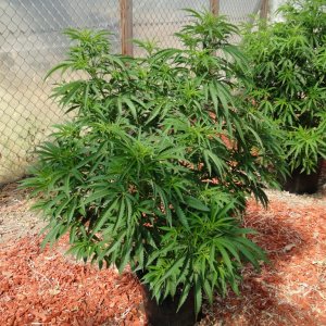 2016 Organic Multi-Strain Greenhouse Grow-6/30/16