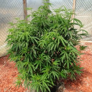 2016 Organic Multi-Strain Greenhouse Grow-6/30/16