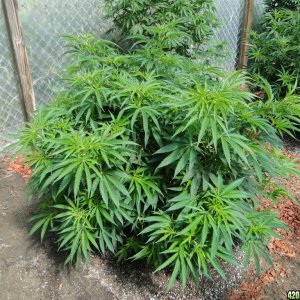 2016 Organic Multi-Strain Greenhouse Grow-6/30/16