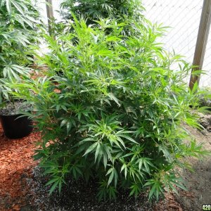 2016 Organic Multi-Strain Greenhouse Grow-6/30/16