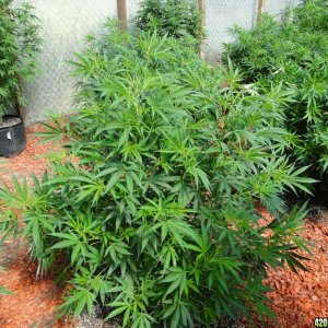 2016 Organic Multi-Strain Greenhouse Grow-6/30/16