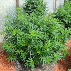 2016 Organic Multi-Strain Greenhouse Grow-6/30/16