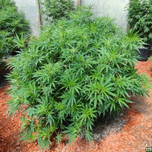 2016 Organic Multi-Strain Greenhouse Grow-6/30/16