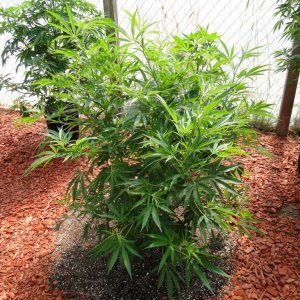 2016 Organic Multi-Strain Greenhouse Grow-6/30/16