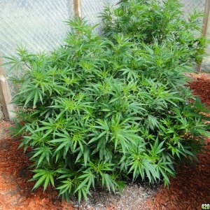 2016 Organic Multi-Strain Greenhouse Grow-6/30/16