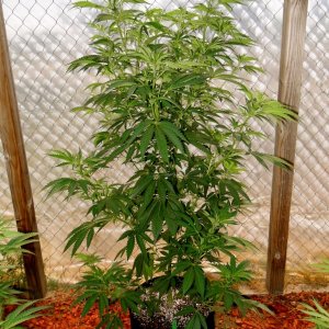 2016 Organic Multi-Strain Greenhouse Grow-6/30/16