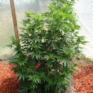 2016 Organic Multi-Strain Greenhouse Grow-6/30/16