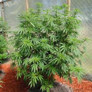 2016 Organic Multi-Strain Greenhouse Grow-6/30/16