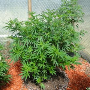 2016 Organic Multi-Strain Greenhouse Grow-6/30/16