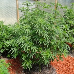 2016 Organic Multi-Strain Greenhouse Grow-6/30/16