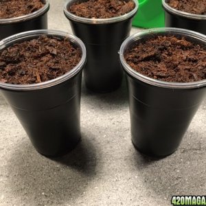 NorthernLightsGrow Day 1