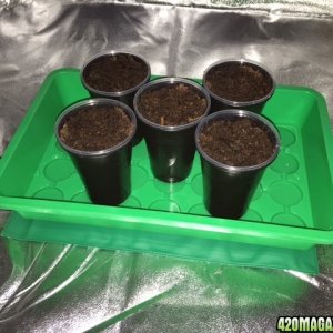 NorthernLightsGrow Day 1