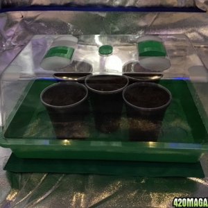 NorthernLightsGrow Day 1