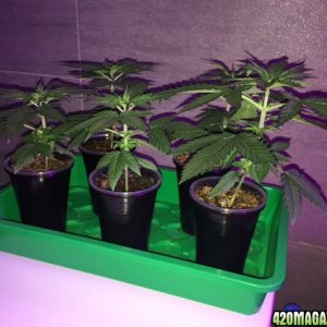 NorthernLightsGrow