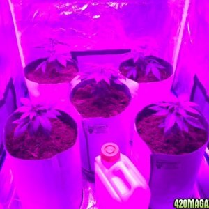 NorthernLightsGrow