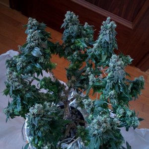 THC Bomb harvest!