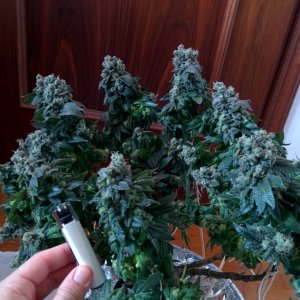 THC Bomb harvest!